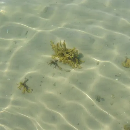 Kalv - 75m From The Sea By Interhome * Osterby (Sonderjylland)